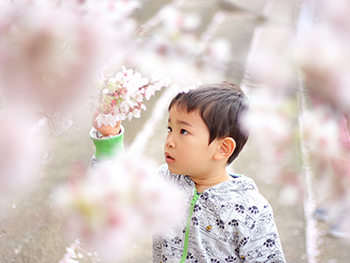 お花見の写真