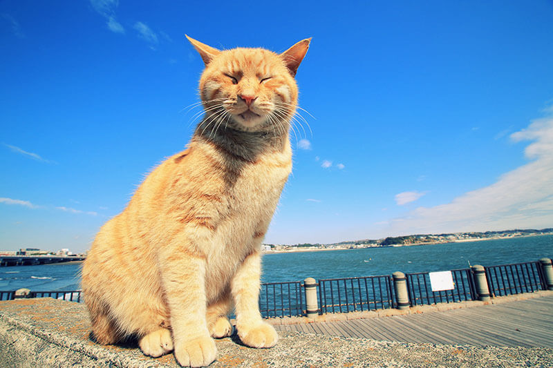 猫