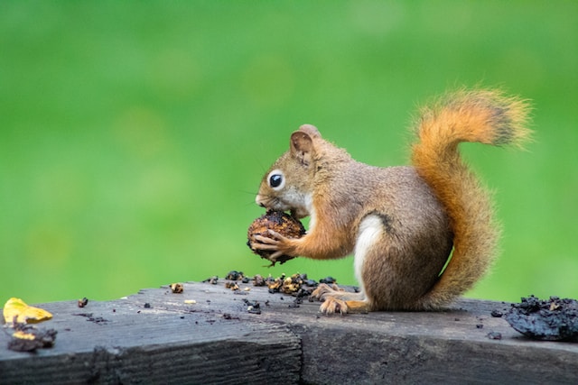 リスが木の実を食べています。