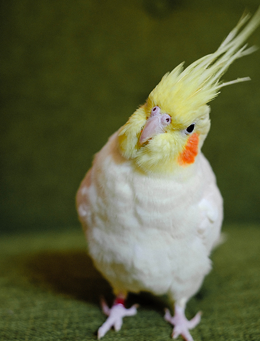 当院院長の家族の8歳のオカメインコのおもちです。