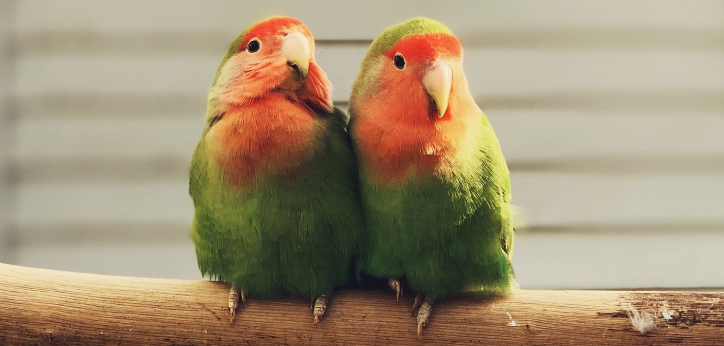 2羽で仲良しそうなインコです。