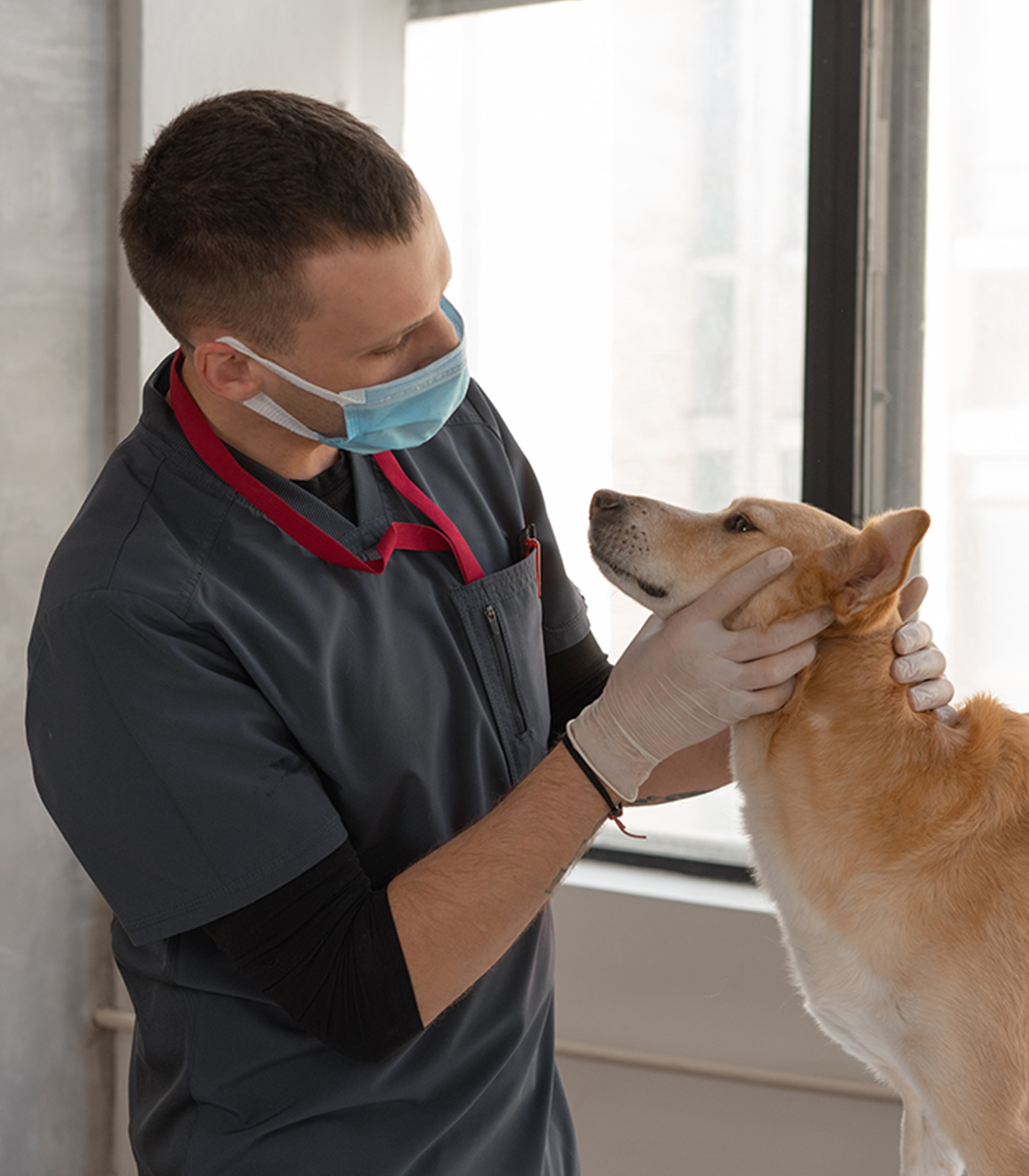 当院の医師が犬の診察をしています。