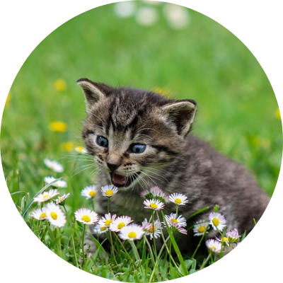 様々な種類の猫です。