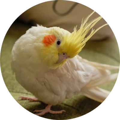 インコや文鳥などの鳥類です。