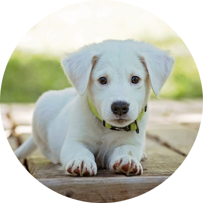 大型犬から小型犬まで様々な種類の犬です。