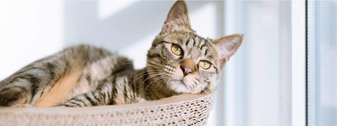 一人でお家でお留守番する寂しそうな表情の猫です。