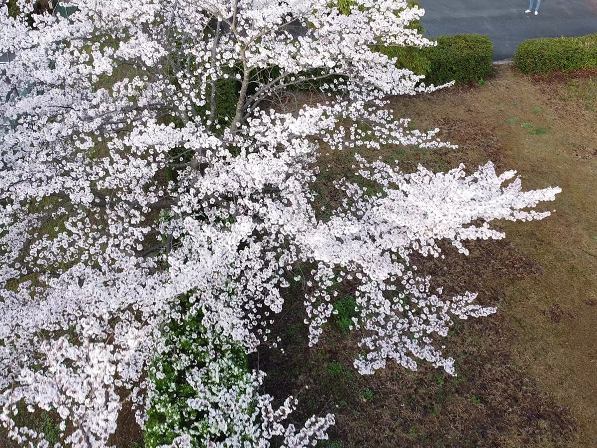 桜を上空から撮影した写真