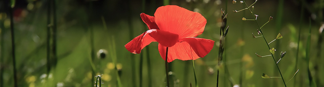 暖かい印象を与えるオレンジ色の花の写真