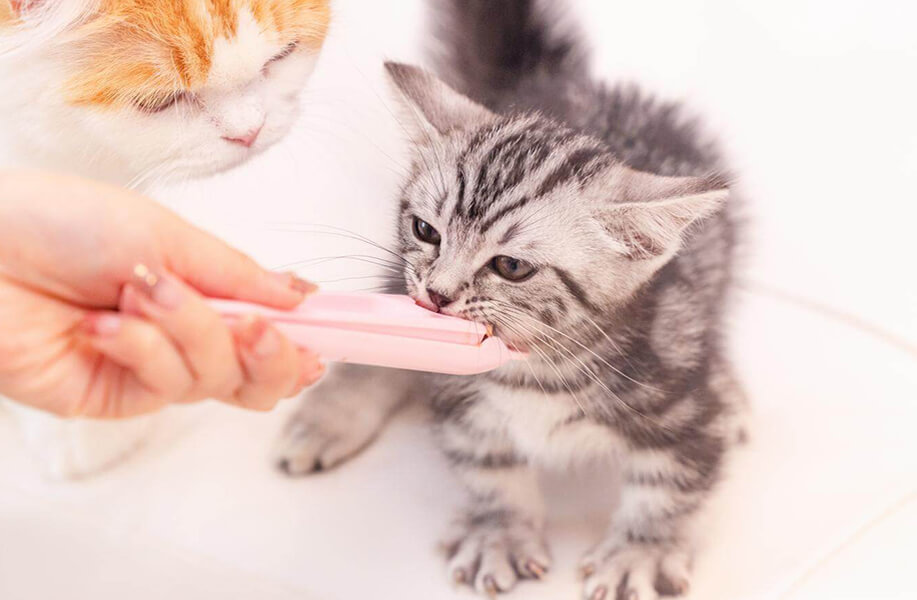 子猫が猫のおやつを食べている写真