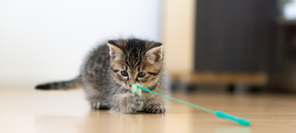 子猫と遊んでいる写真