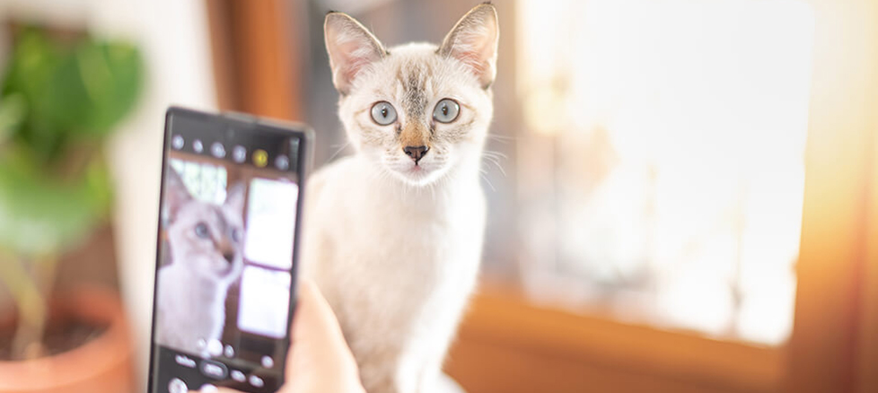 猫をスマートフォンで写真を撮っている写真