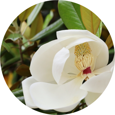マグノリアの写真