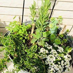 ハーブの寄せ植え講座