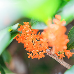 営業時間のお知らせ